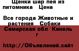 Щенки шар-пея из питомника › Цена ­ 15 000 - Все города Животные и растения » Собаки   . Самарская обл.,Кинель г.